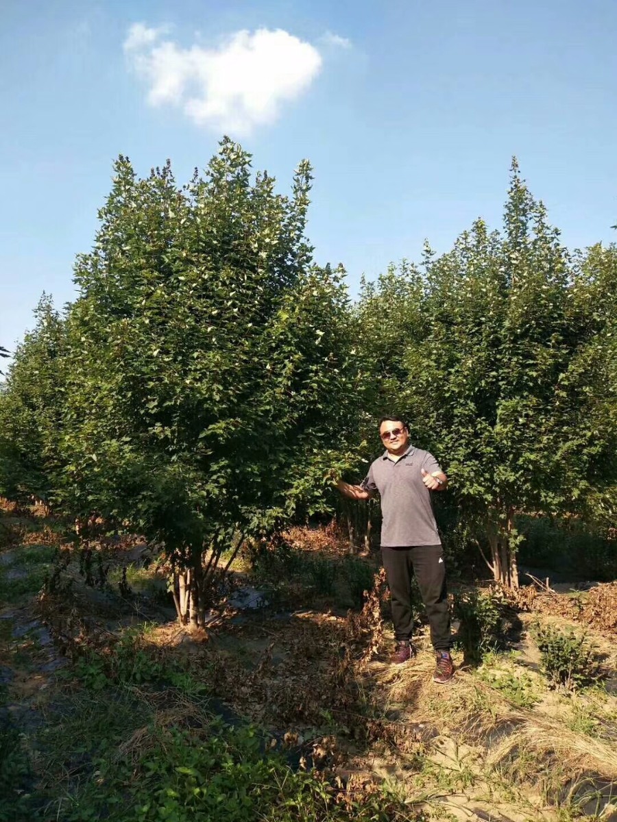 美國紅楓家族中的 “ 勞斯萊斯 ” ---- 泰安 東楓 “ 叢生紅點紅楓