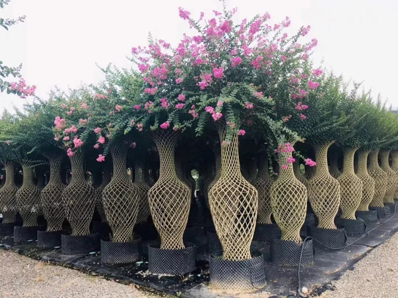 關(guān)于美國紫薇、紫薇花瓶、紫薇造型點擊了解更多詳情