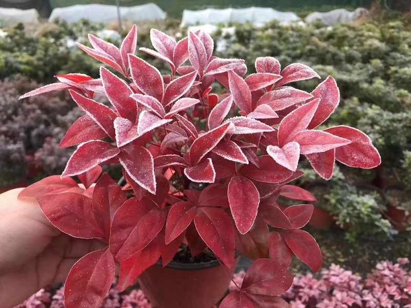 選對種苗，做好產品，才能未來可期！火焰南天竹、叢生紅點紅楓、紫薇花瓶