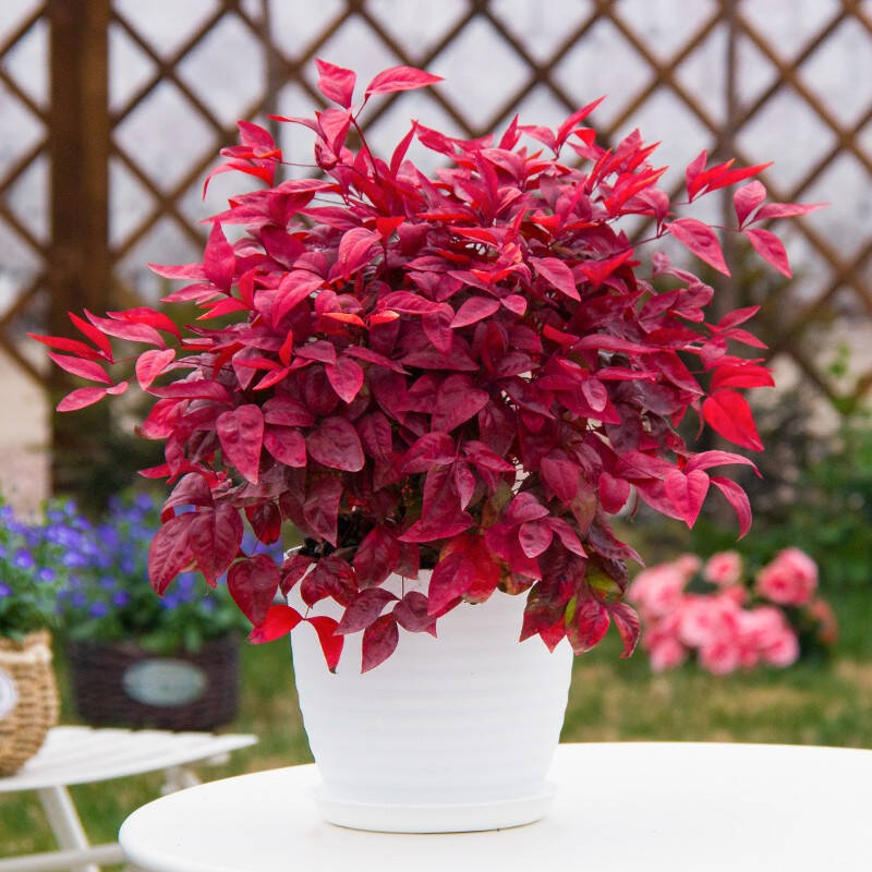 火焰南天竹——在冰冷的冬天，送你暖的色彩！