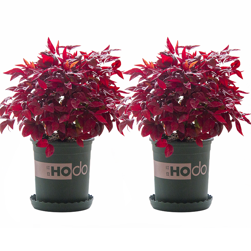 火焰南天竹——在冰冷的冬天，送你暖的色彩！